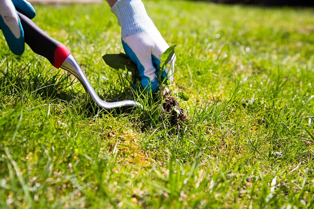 How to improve your lawn